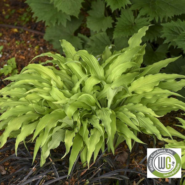 Hosta 'Curly Fries'