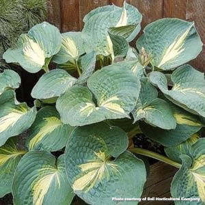 Hosta 'Dream Queen'