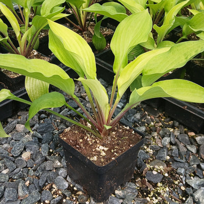 Hosta 'Fire Island'