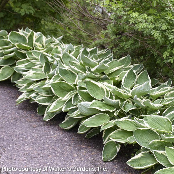 Hosta