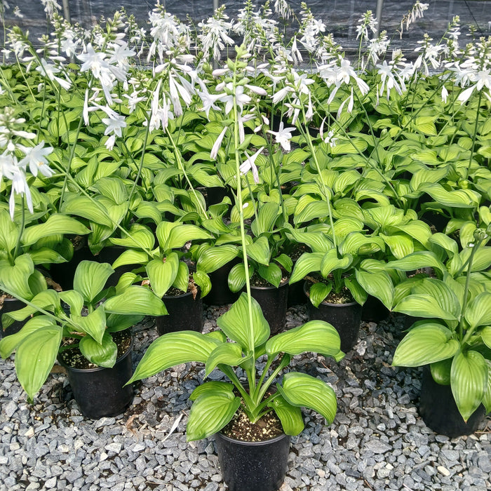Hosta 'Guacamole'