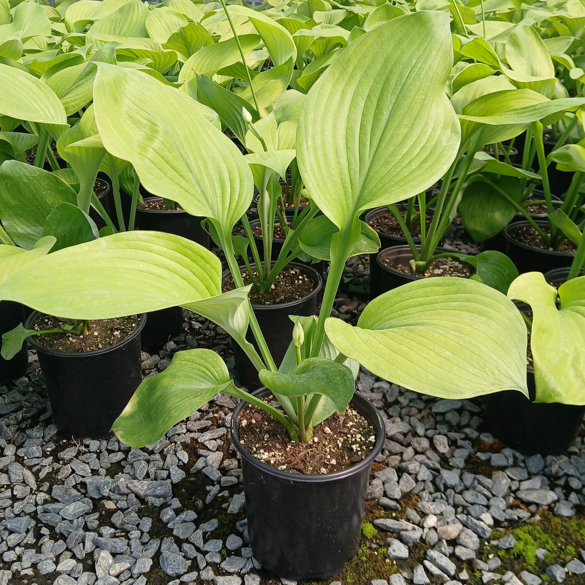 Hosta with glossy gold-centered leaves and dark green margins (view 3)