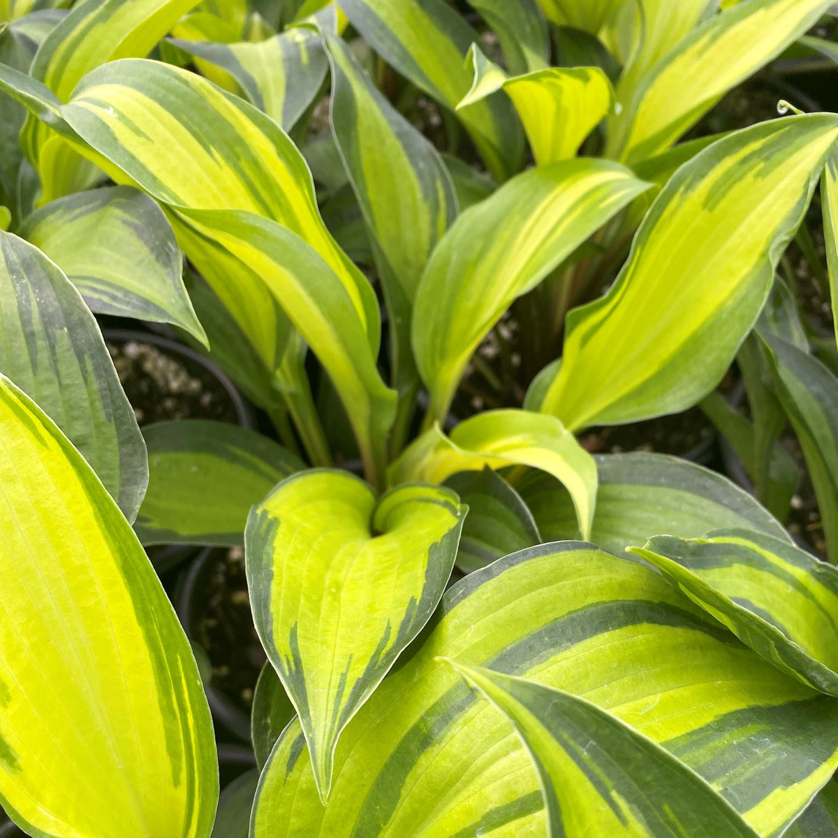 Hosta with chartreuse-centered leaves, dark green edges and red stems (view 4)