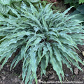 Small hosta with thin, wavy leaves in a low clump