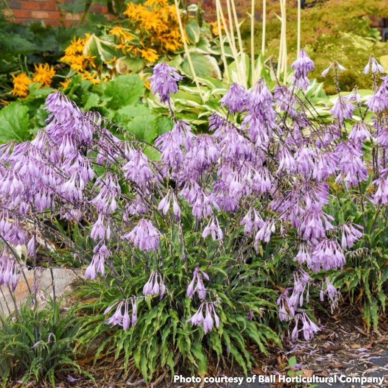 Small hosta with thin, wavy leaves in a low clump (view 2)
