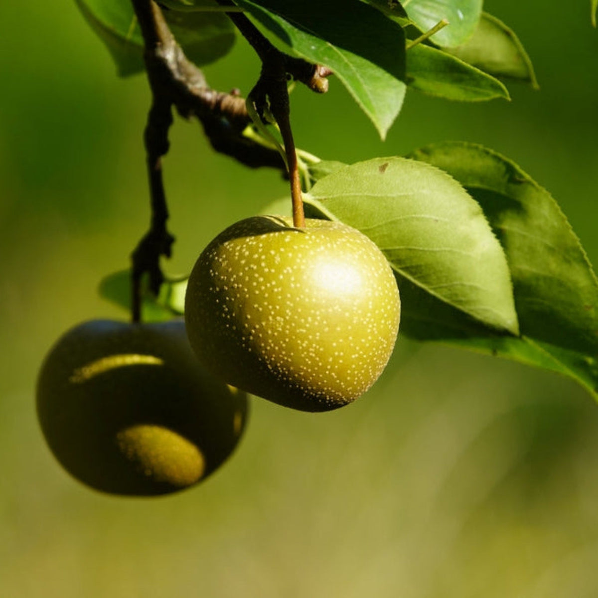 Asian pear tree with glossy leaves