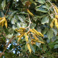 Ice cream bean tree with feathery green compound leaves
