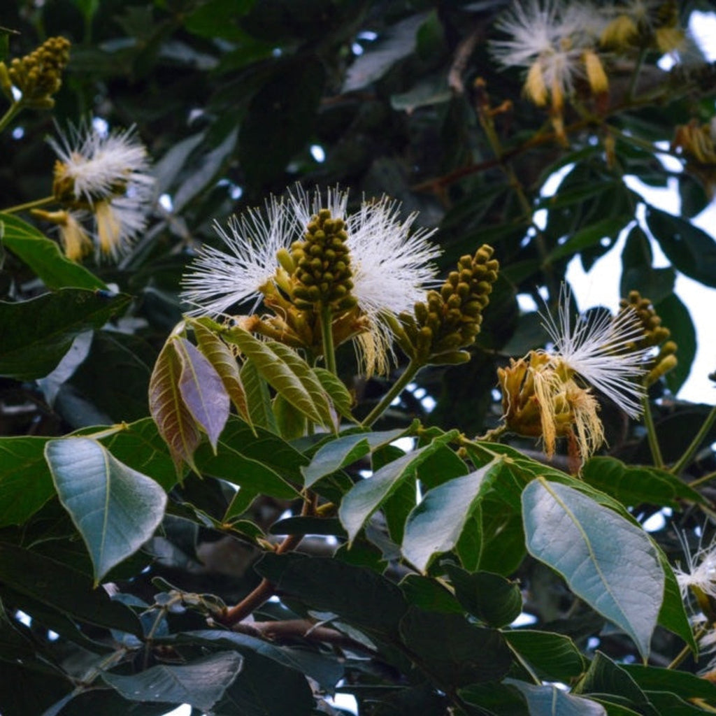 Ice cream bean tree with feathery green compound leaves (view 3)