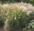 Compact mound of fine silver-green grass blades topped with pale pink and cream feathery plumes