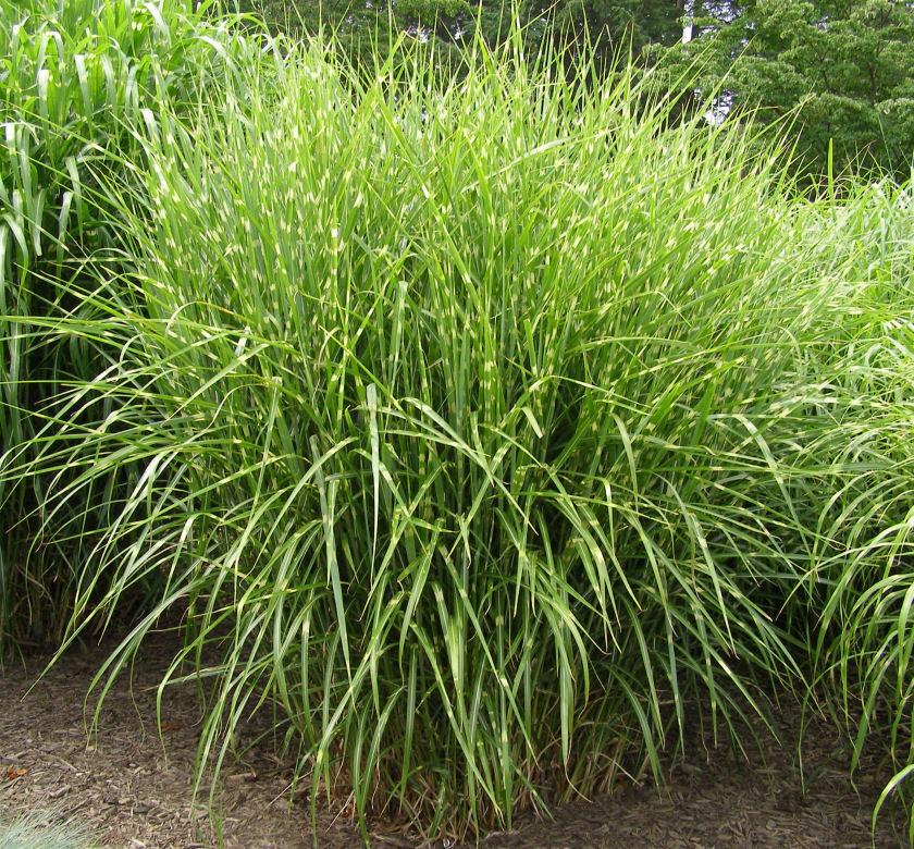 Upright clump of porcupine grass with green blades striped crosswise in gold and coppery plumes