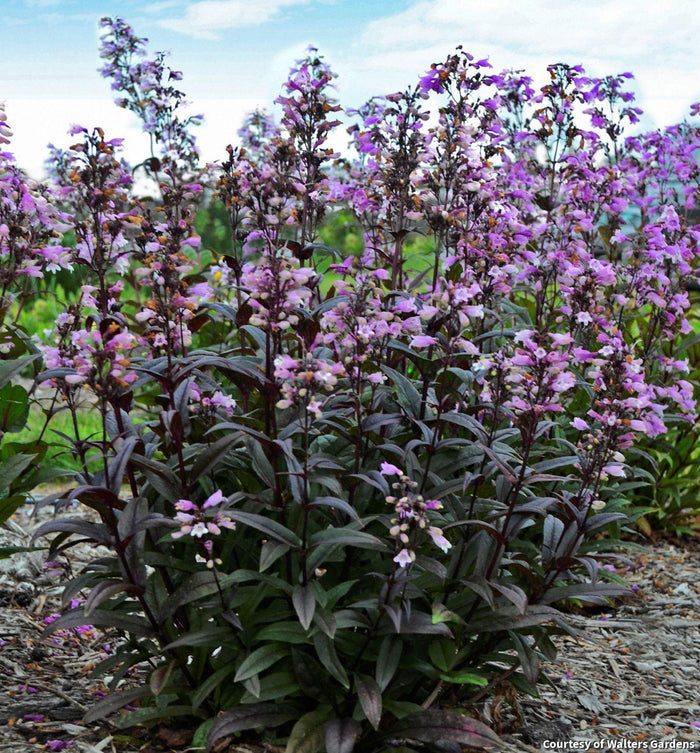 Beardtongue 'Blackbeard'