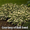 Hosta with dark green leaves edged in wide crisp white margins