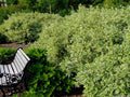 Rounded dogwood shrub with green leaves edged in creamy white