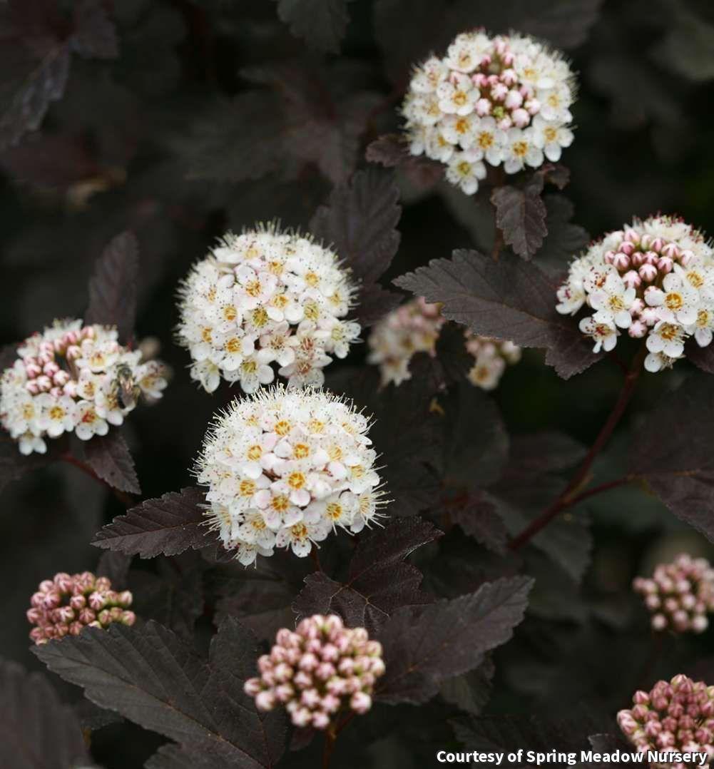 Large ninebark shrub with deep purple maple-shaped leaves and white button flower clusters