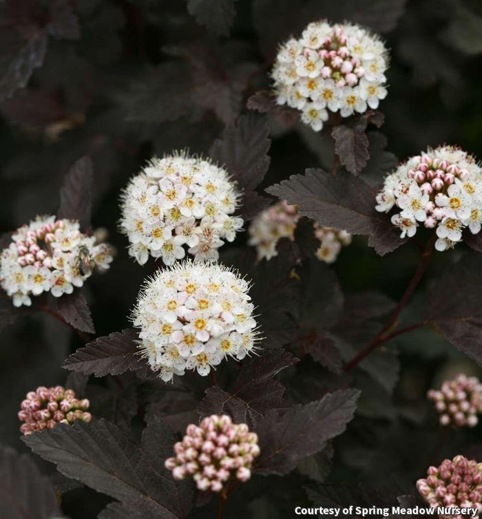 Ninebark Diabolo®