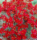 Mound of threadleaf coreopsis covered in deep red daisy flowers with yellow centers