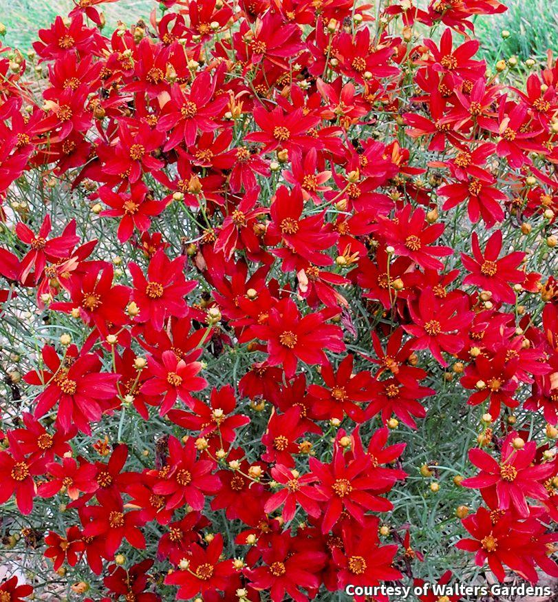 Mound of threadleaf coreopsis covered in deep red daisy flowers with yellow centers