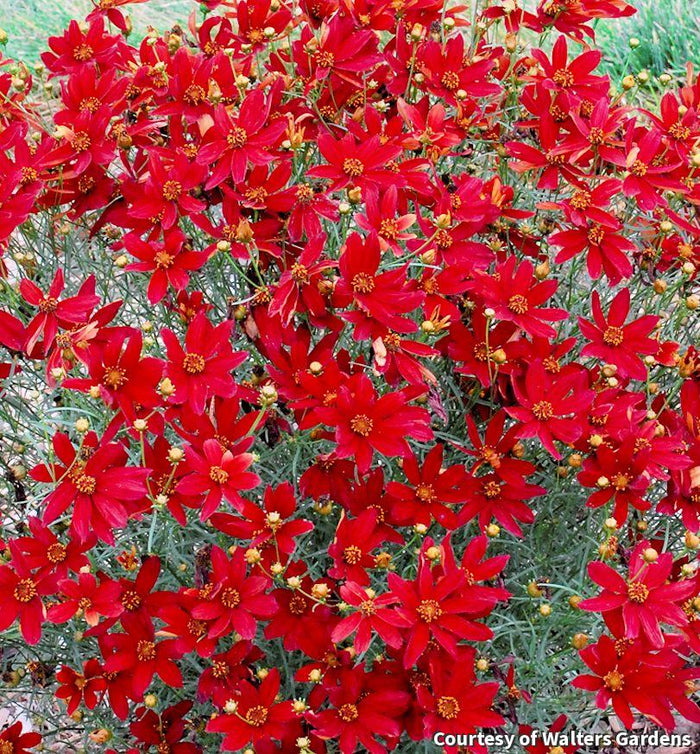 Tickseed Sizzle & Spice® 'Hot Paprika'