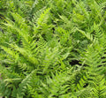Tall vase-shaped clump of upright glossy green fern fronds