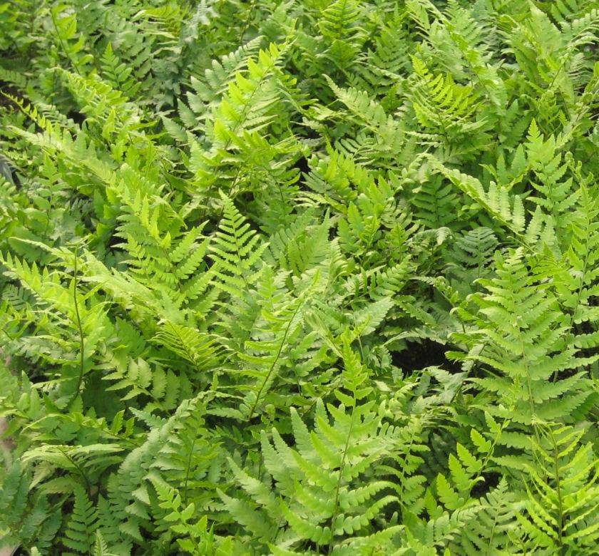 Tall vase-shaped clump of upright glossy green fern fronds