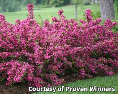 Weigela shrub covered with bright pink trumpet-shaped flowers