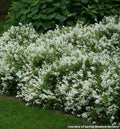 Low spreading shrub covered in small clear white flowers