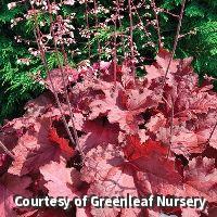 Large heuchera mound with lobed leaves in red and pink-purple tones