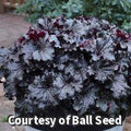 Coral bells with large glossy ruffled deep purple leaves and thin stems of small white flowers