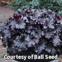 Coral Bells Dressed Up™ 'Evening Gown'