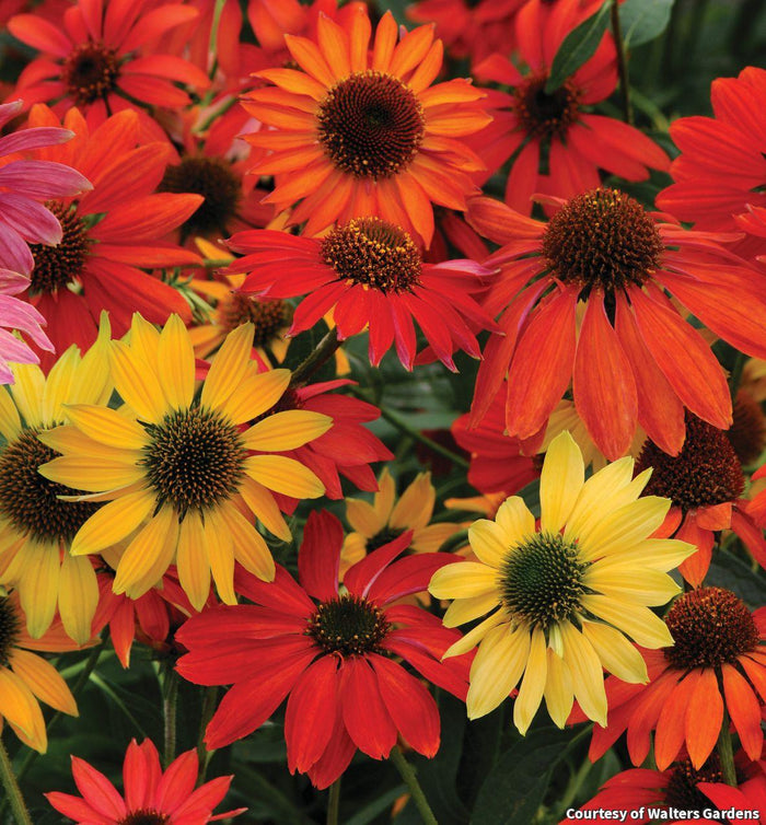 Coneflower 'Cheyenne Spirit'