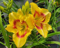 Large ruffled pale yellow daylily flower with a raspberry-red eye