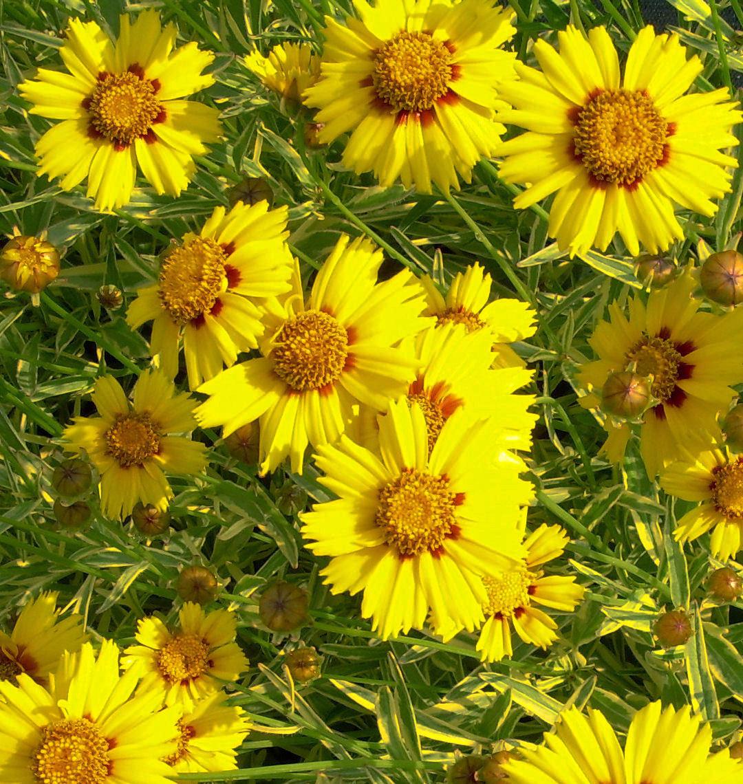 Coreopsis with green and cream variegated leaves and golden flowers with red-brown eyes