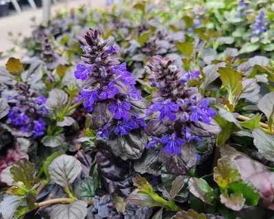 Bugleweed 'Black Scallop'