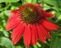 Coneflower with full, overlapping orange-red petals around a dark cone