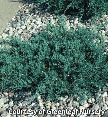 Juniper 'Grey Owl'
