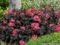 Hydrangea with very dark purple near-black leaves and deep cranberry-red flower heads
