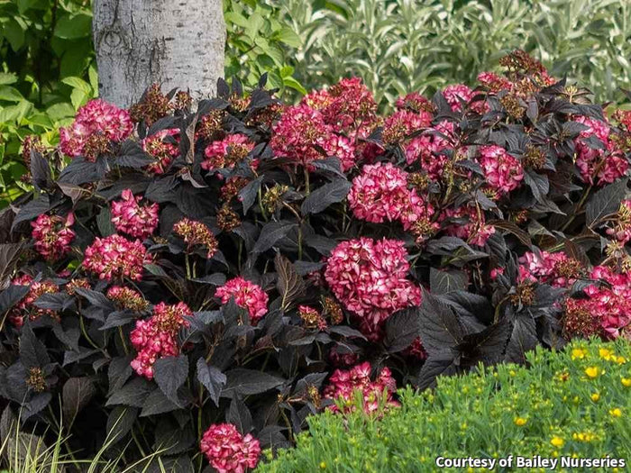 Bigleaf Hydrangea Eclipse®