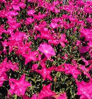 Small tuft of dianthus with fringed deep pink flowers over gray-green grassy leaves