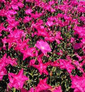 Small tuft of dianthus with fringed deep pink flowers over gray-green grassy leaves