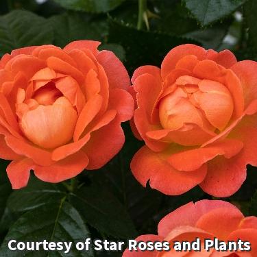 Shrub Rose Orange Glow Knock Out®