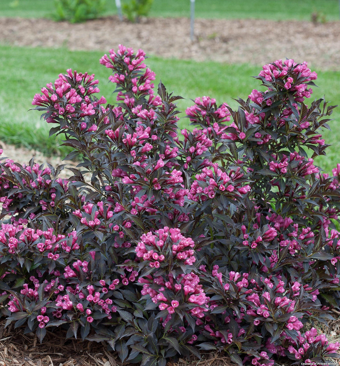 Low weigela shrub with wavy dark burgundy leaves and magenta-pink trumpet flowers