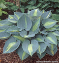 Hosta with thick leaves edged in blue-green around chartreuse to gold centers