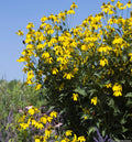 Tall cutleaf coneflower with lemon-yellow drooping petals around green cones