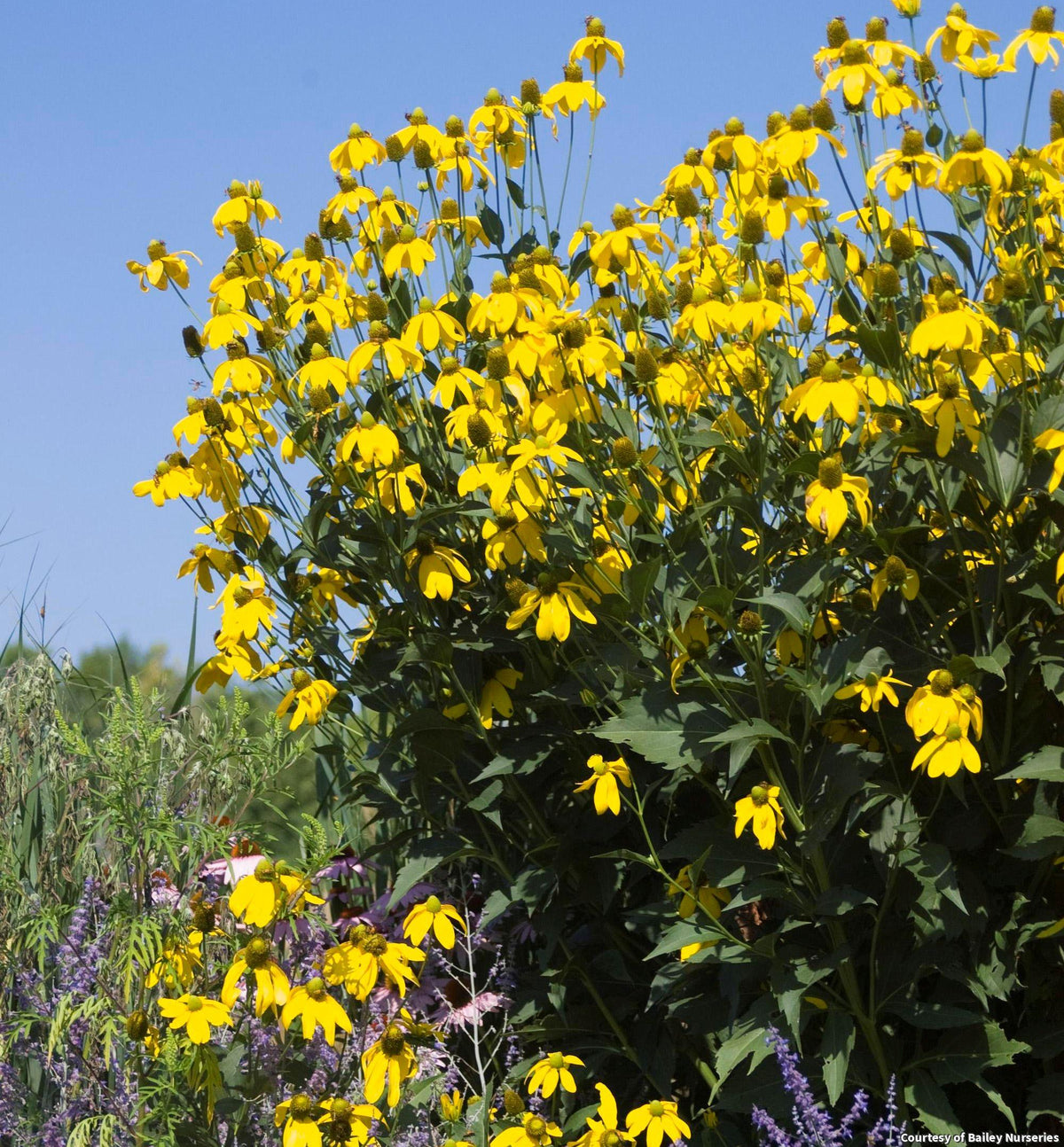 Tall cutleaf coneflower with lemon-yellow drooping petals around green cones