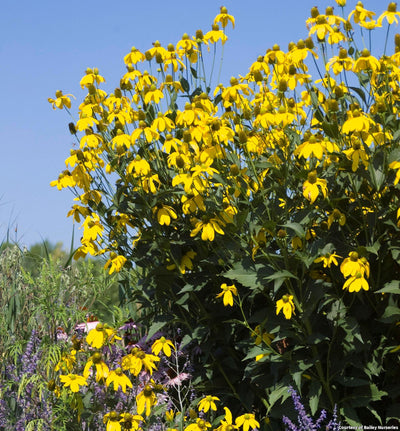 Cutleaf Coneflower 'Herbstsonne'