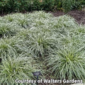 Wide cascading mound of narrow grass-like leaves with green centers and creamy white edges
