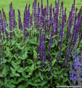 Upright spikes of deep violet-blue flowers on dark purple-black stems