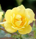 Low mounding shrub rose covered in bright lemon-yellow flowers with glossy green leaves