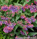 Lungwort with long narrow leaves spotted silver and clusters of raspberry-red and blue flowers