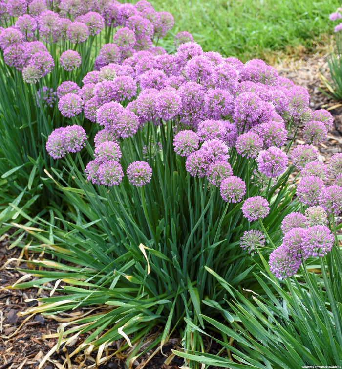 Ornamental Onion 'Serendipity'